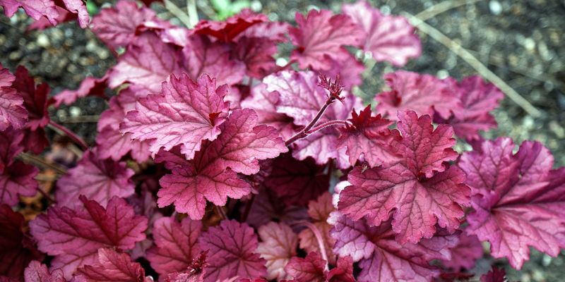 Coral Bells