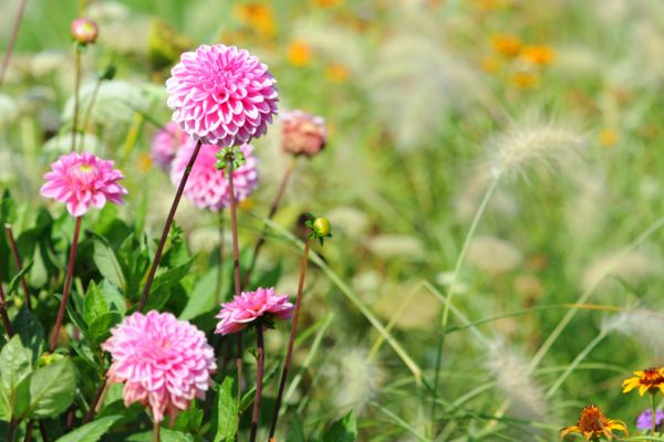 Companion Plants for Dahlias in Containers | Good and Bad 1 Dahlias and Fountain Grass Companion Plants