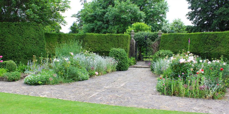 Evergreen Hedge Plants for Privacy
