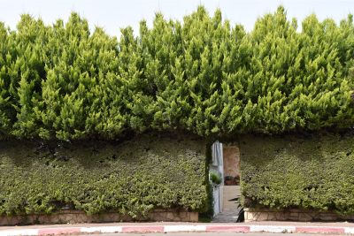 Fast Growing Hedge Plants for Privacy