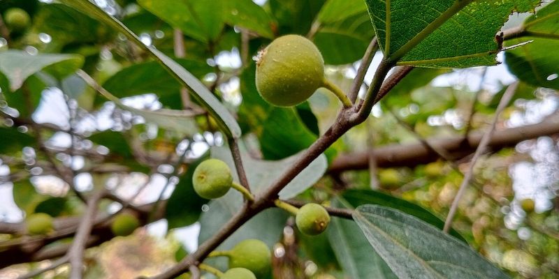 Fig Tree