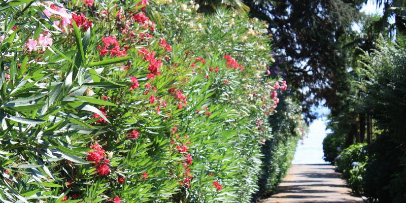 Flowering Hedge Plants for Privacy
