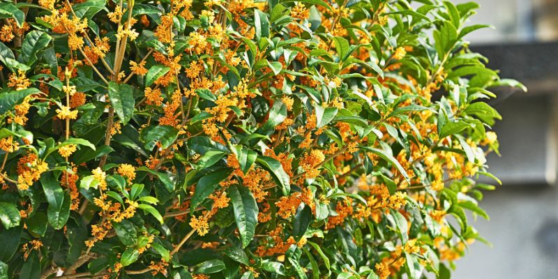 Fragrant Olive (Osmanthus Fragrans)