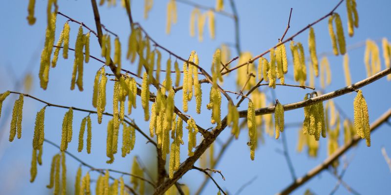 10 Stunning Types of Willow Trees and Shrubs 7 Goat Willow (Salix caprea)