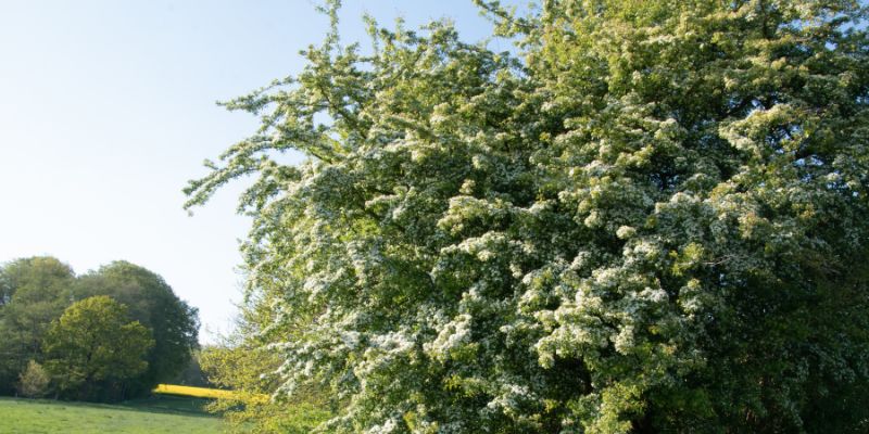 Hawthorn (Crataegus monogyna)
