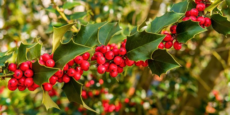 Holly (Ilex aquifolium)
