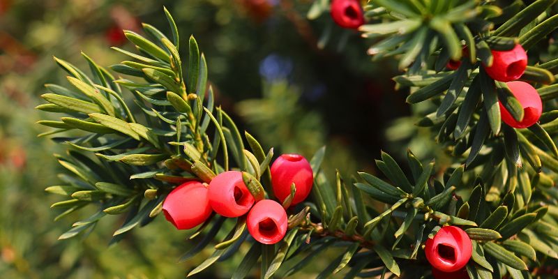 Hybrid Yew (Taxus × media 'Tautonii')