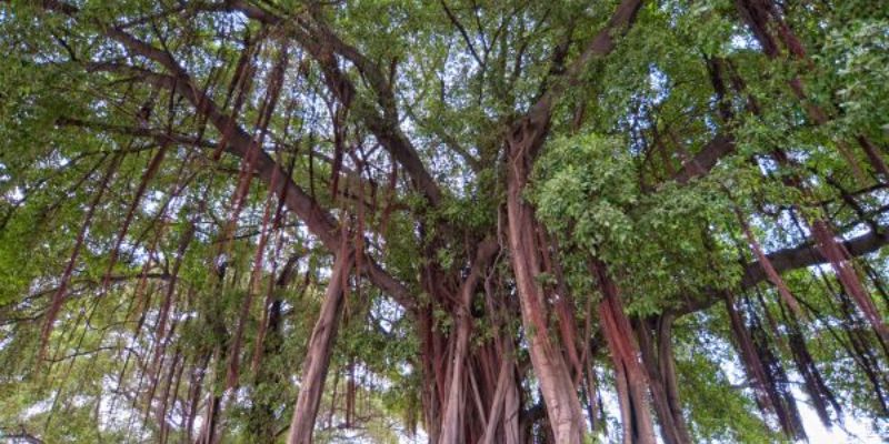 Indian Laurel Fig