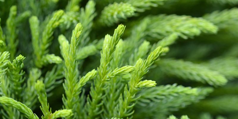 Japanese Cedar 'Globosa Nana' (Cryptomeria japonica)