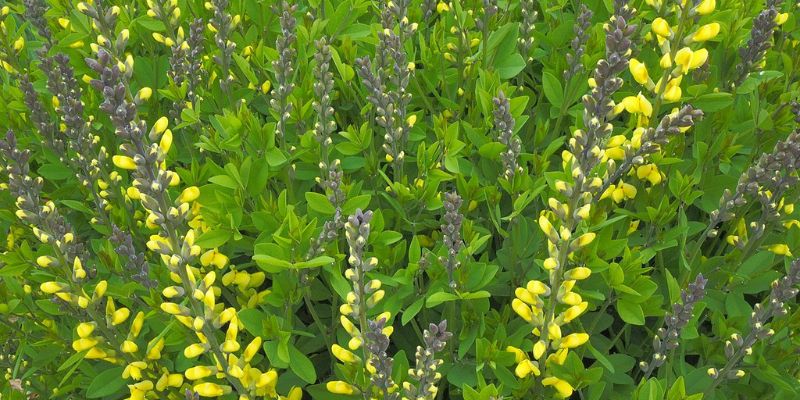 11 Varieties of Yellow Perennial Flowers 25 Lemon Meringue