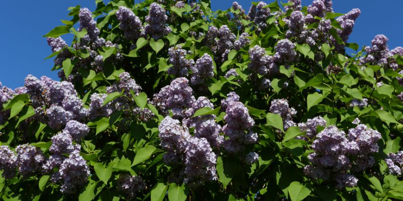 Lilac Hedge (Syringa vulgaris)
