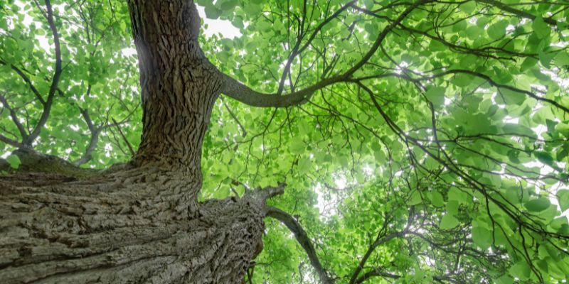 Northern Catalpa