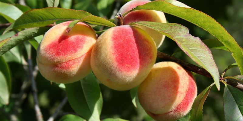 Peach Tree