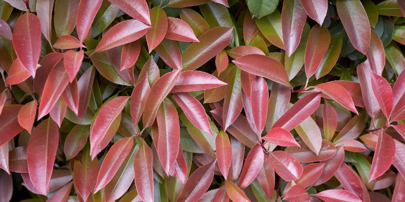 Photinia (Photinia serratifolia)