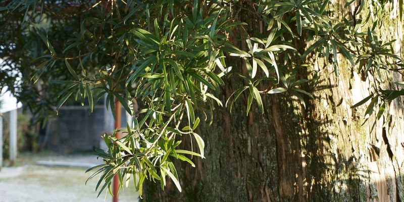 Podocarpus