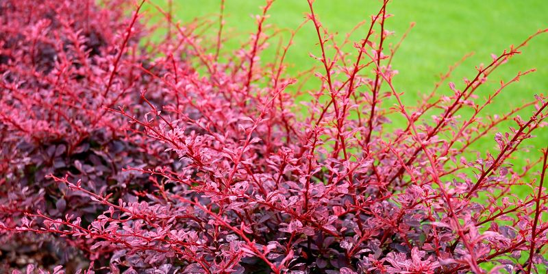 Red Barberry (Berberis haematocarpa)

