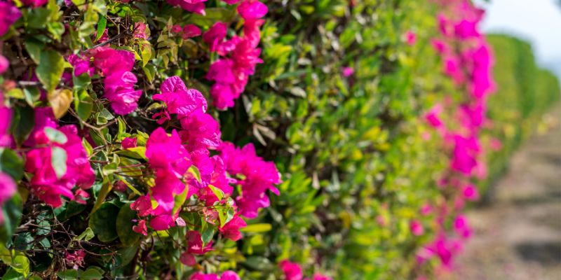 Rhododendron