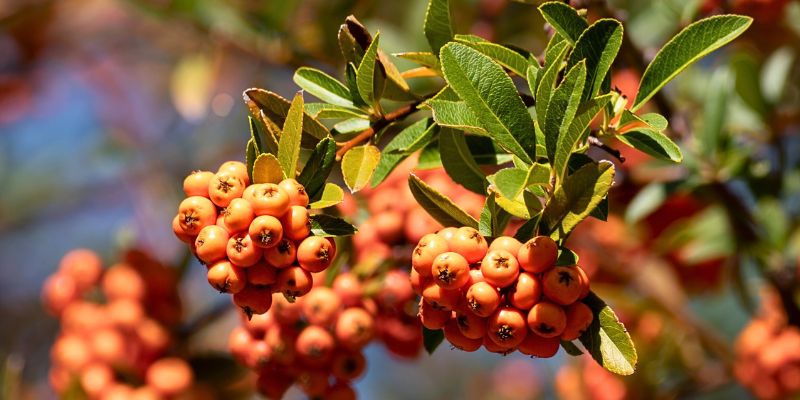 Scarlet Firethorn (Pyracantha coccinea)