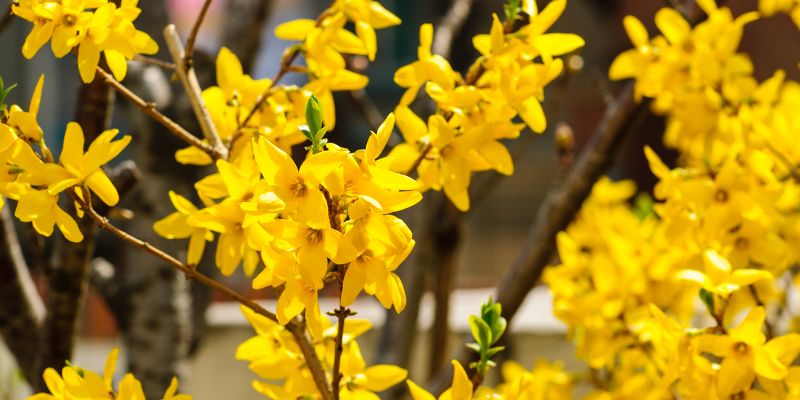 11 Varieties of Yellow Perennial Flowers 3 Shrubby Yellow Perennial Flowers