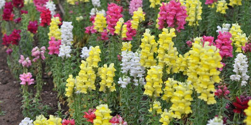 Snapdragon 