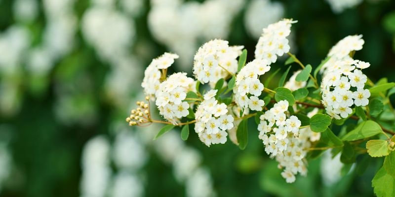 Spirea (Spiraea salicifolia)
