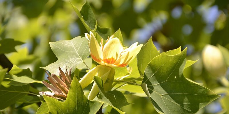 Tulip Tree