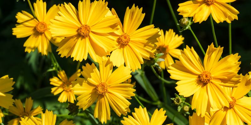 11 Varieties of Yellow Perennial Flowers 1 Upright Yellow Perennial Flowers