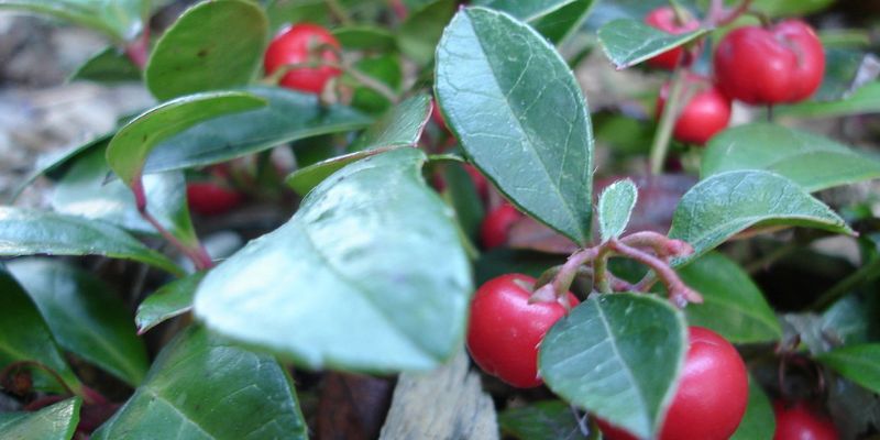 Wintergreen/Checkerberry/Teaberry