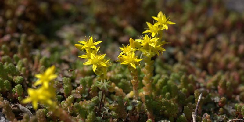 11 Varieties of Yellow Perennial Flowers 9 Yellow Brick Road flowering perennial