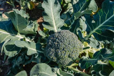 broccoli companion plants