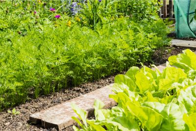 carrot companion plants