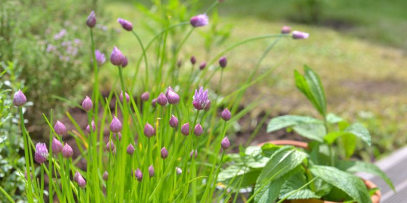 chives and mint