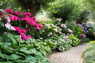 companion plants for azaleas