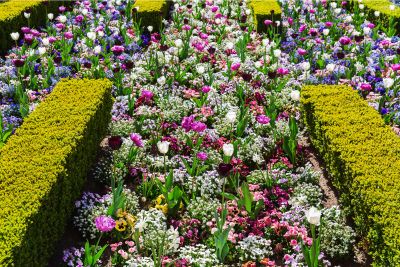 companion plants for boxwoods