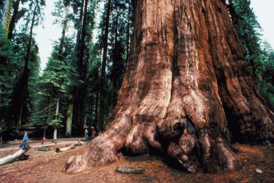 fastest growing shade trees california