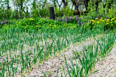 garlic companion plants