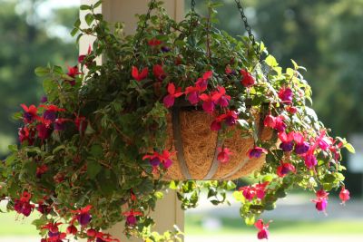 hanging basket flowers for shade