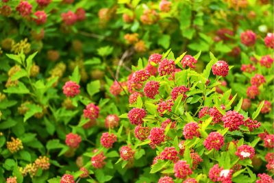 low maintenance hedge plants