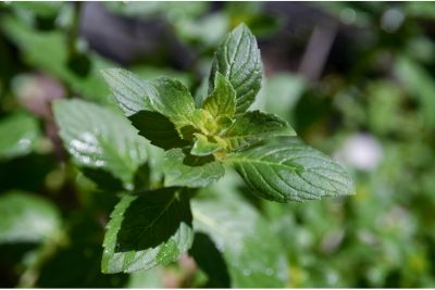 mint companion plants