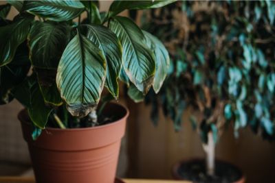 peace lily leaves turning brown
