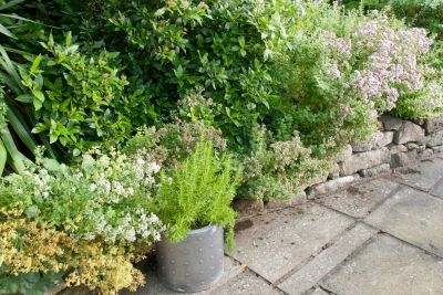 rosemary companion plants