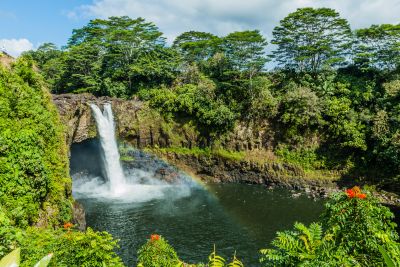 trees in hawaii