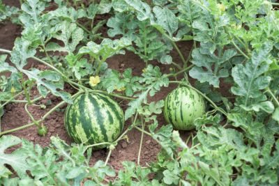watermelon companion plants