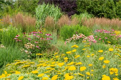 yarrow companion plants