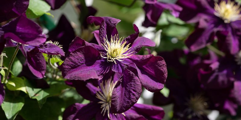 Clematis