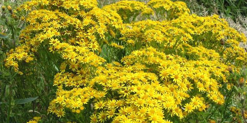 Common Ragwort