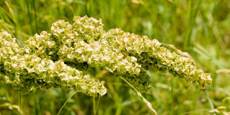 Curly Dock