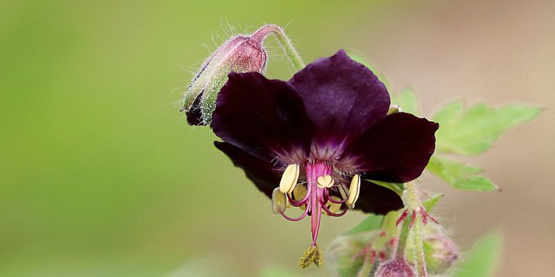 Dusky Cranesbill