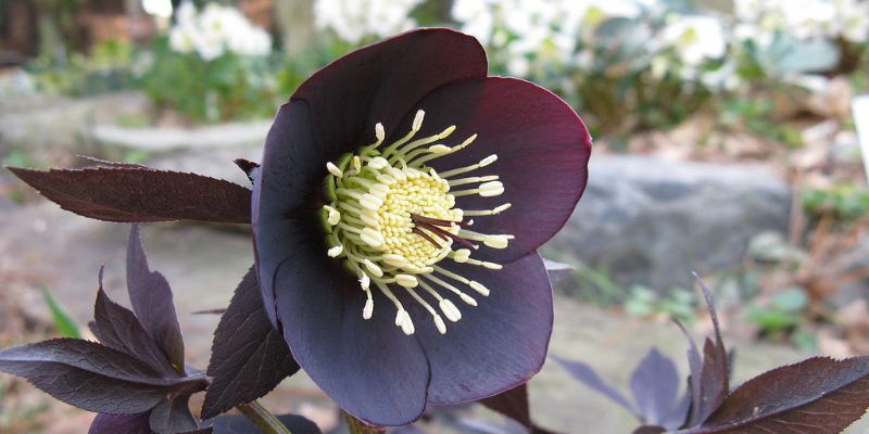 Hellebore