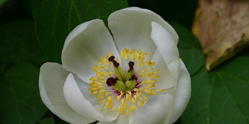 Japanese Woodland Peony